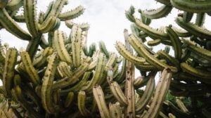 Cactus Plant image in San Felipe in San Felipe California