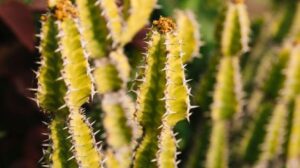 Ocotillo-San-Felipe-Baja
